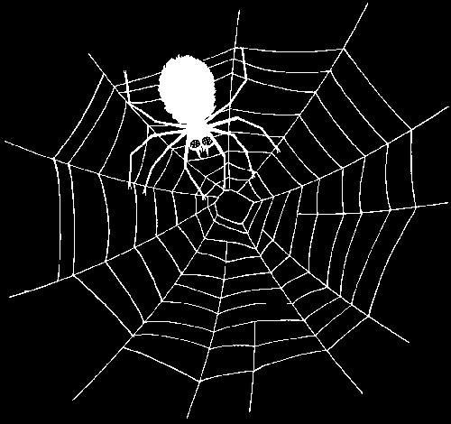 Spinne